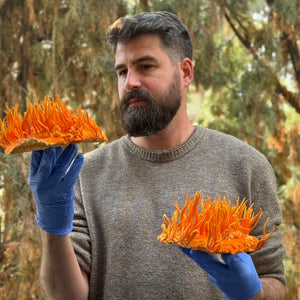 תמצית קורדיספס