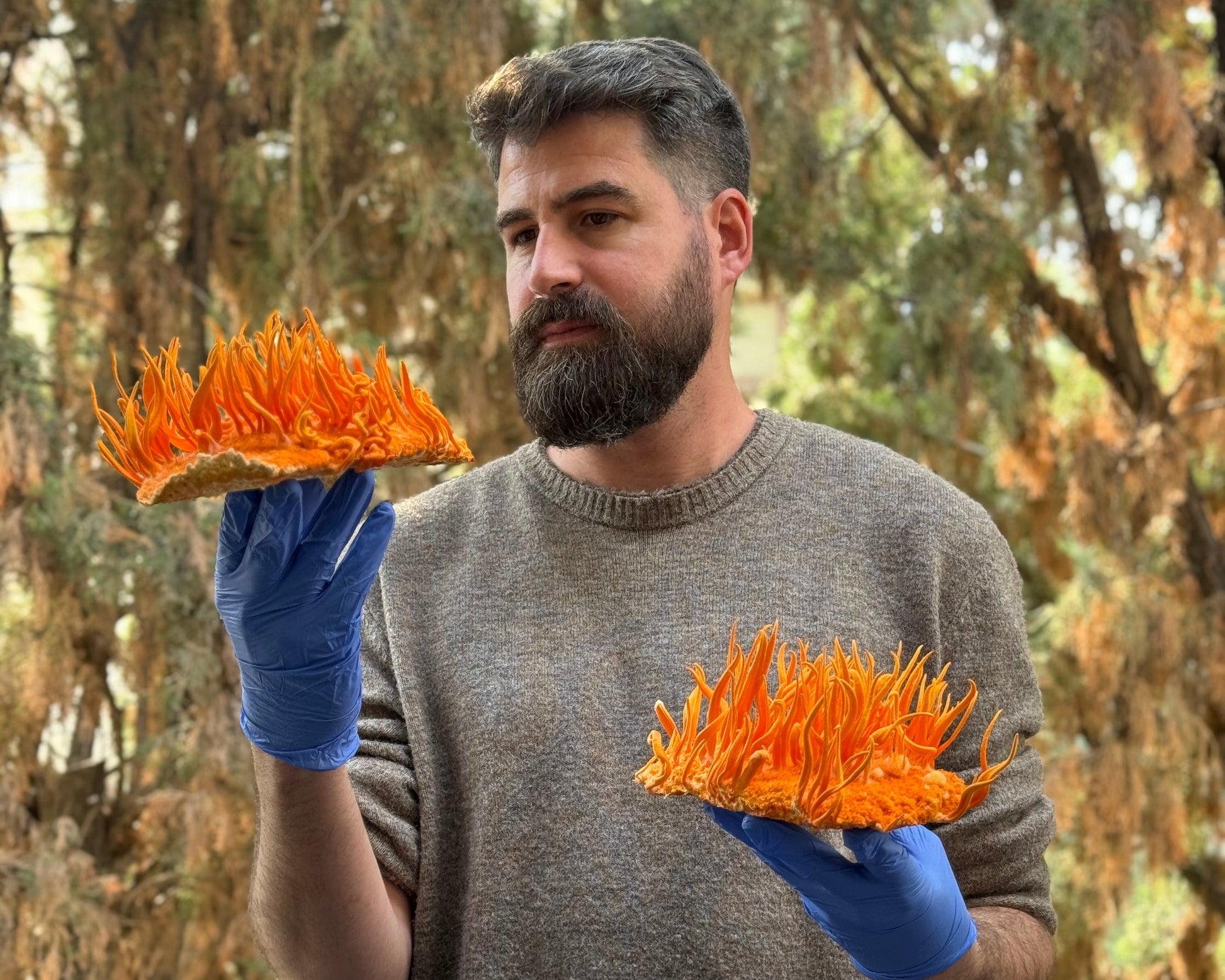 תמצית קורדיספס