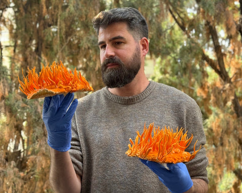 תמצית קורדיספס