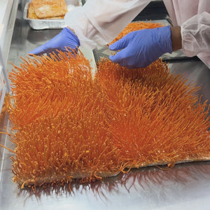 תמצית קורדיספס