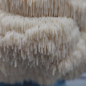 תמצית רעמת האריה